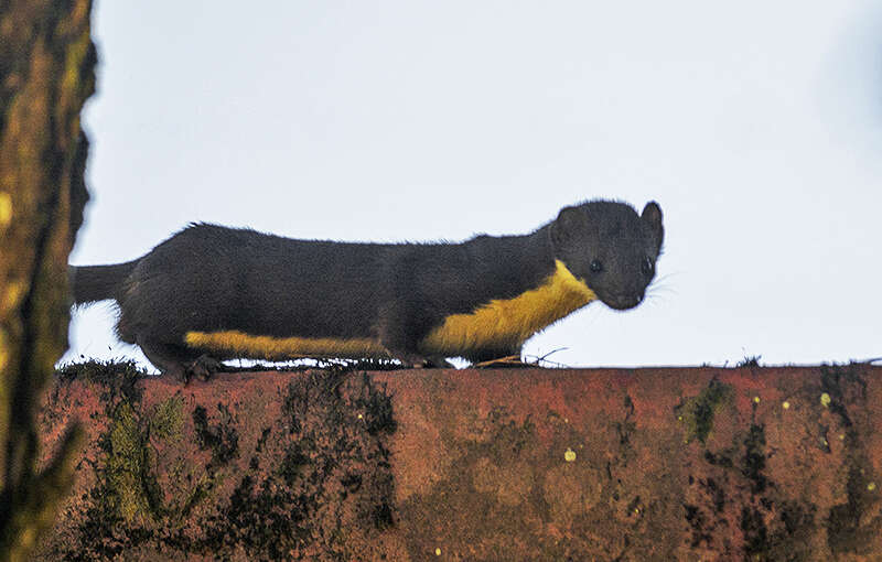 Image of Yellow-bellied Weasel