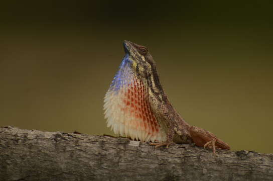 Image of Fan Throated Lizard