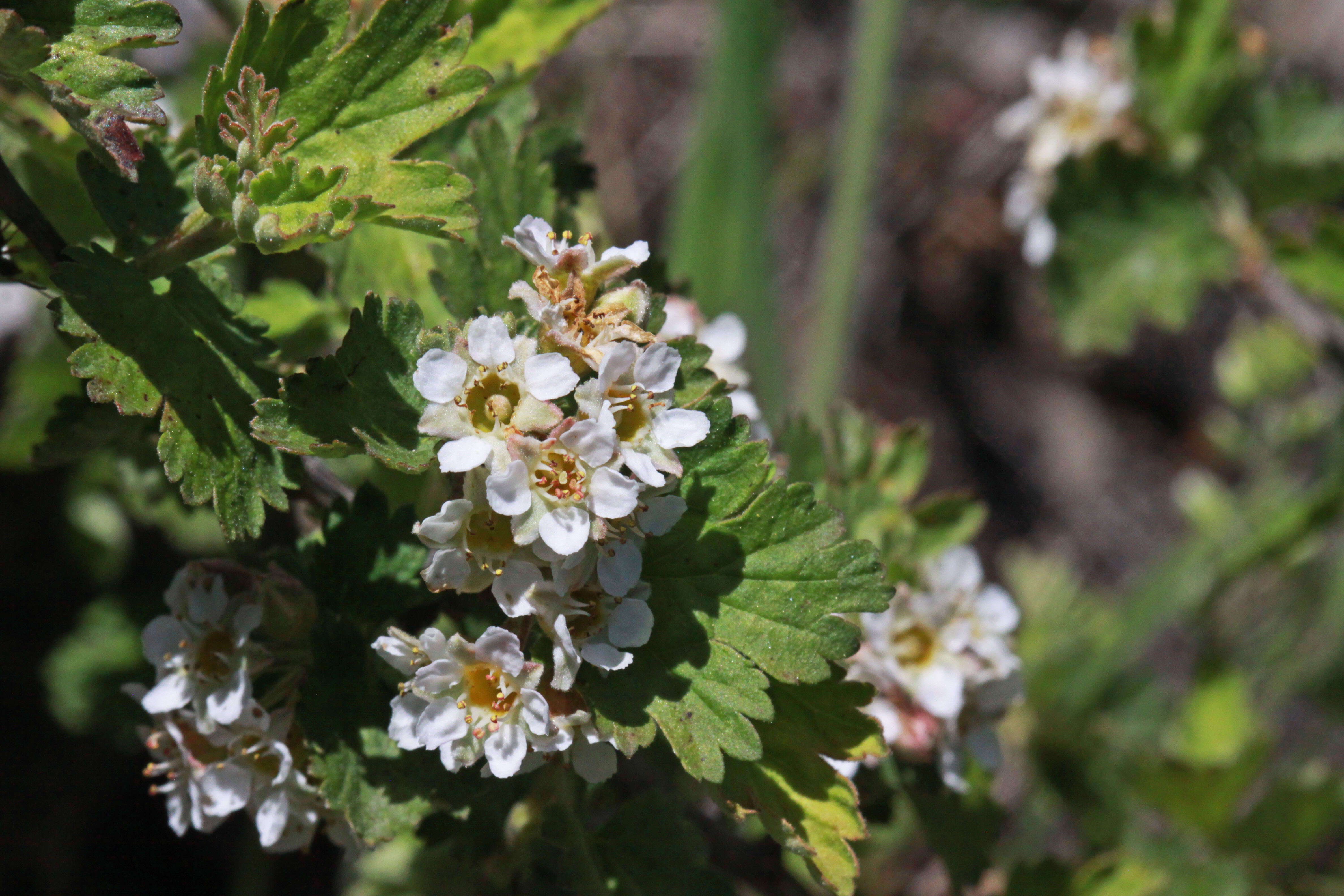 Plancia ëd Physocarpus alternans (M. E. Jones) J. T. Howell