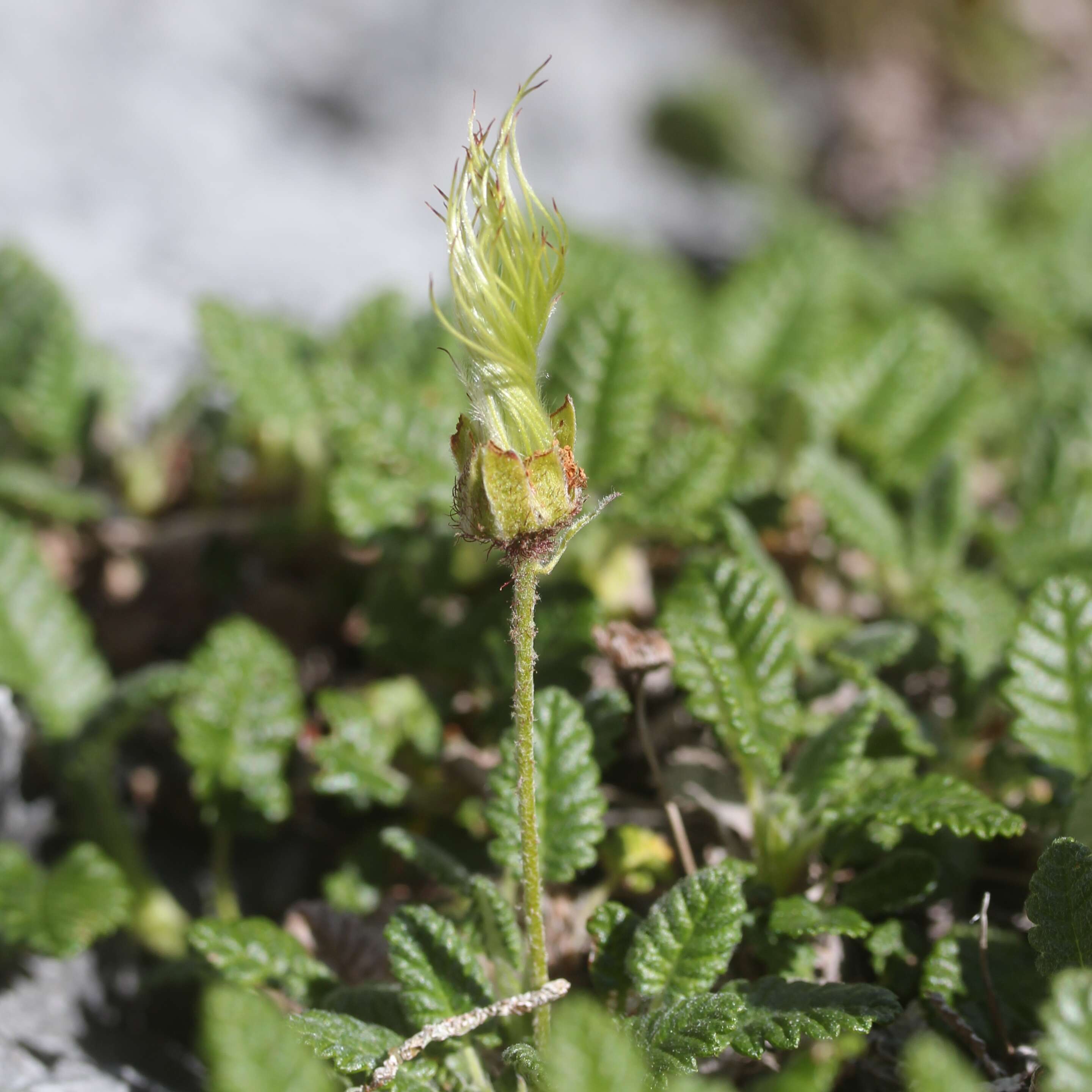 Imagem de Dryas octopetala L.