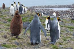 Image of King Penguin