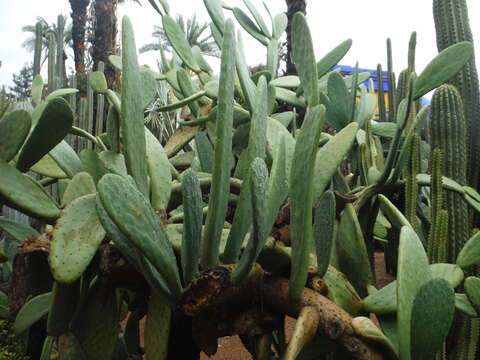 Imagem de Opuntia ficus-indica (L.) Mill.