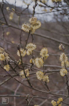 Image of Grey Willow