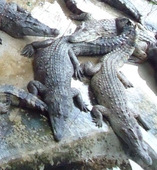 Crocodylus mindorensis Schmidt 1935 resmi