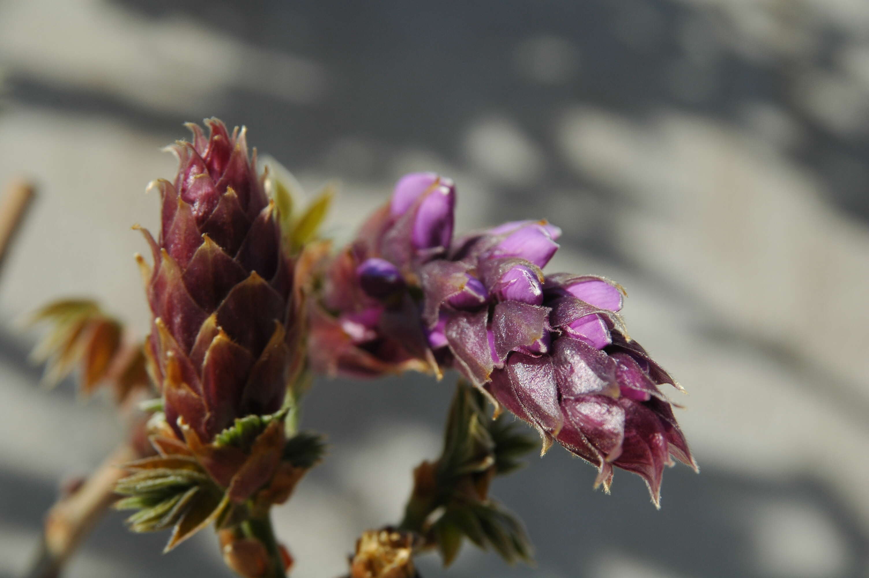 Wisteria brachybotrys Siebold & Zucc.的圖片