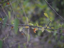 Image of Small-leaved white raisin