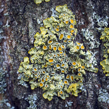 Image of orange wall lichen