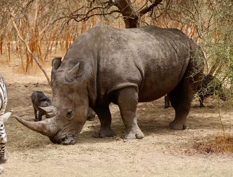 Image of Grass Rhinoceros