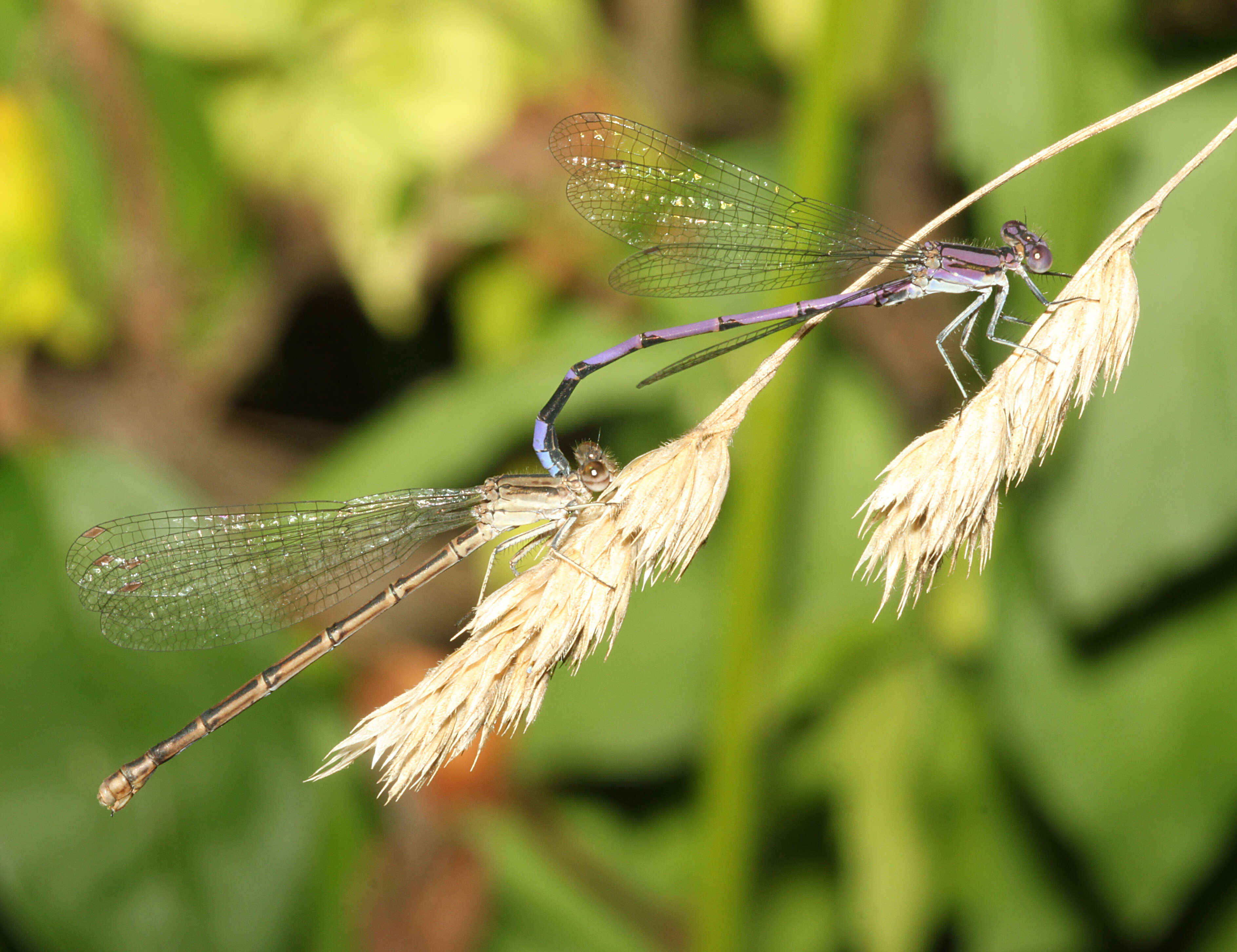 Image of Variable Dancer