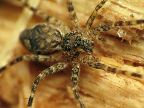 Image of Dolomedes tenebrosus Hentz 1844