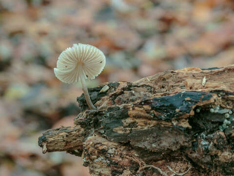 Image of Common Bonnet