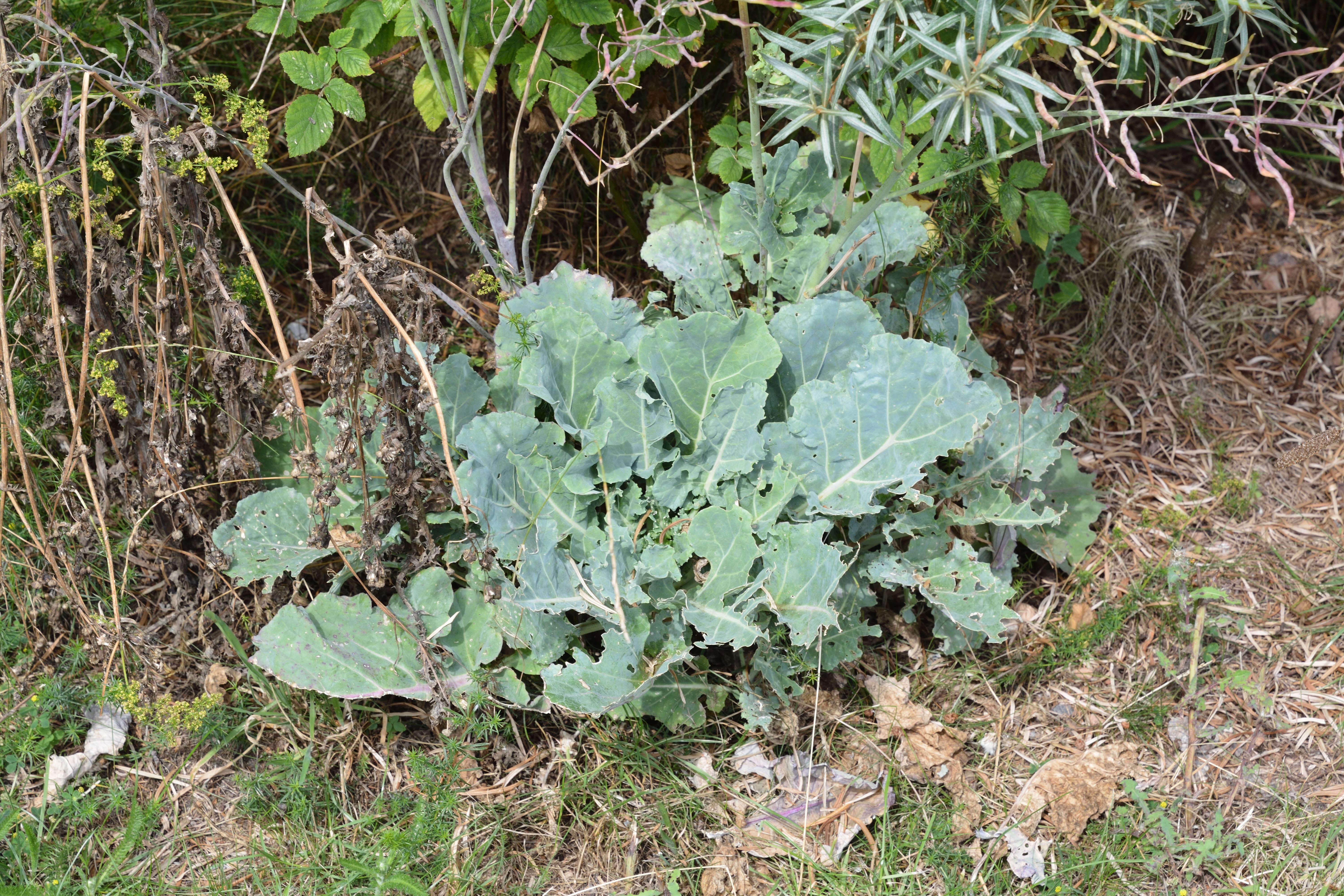 Image of Wild Mustard