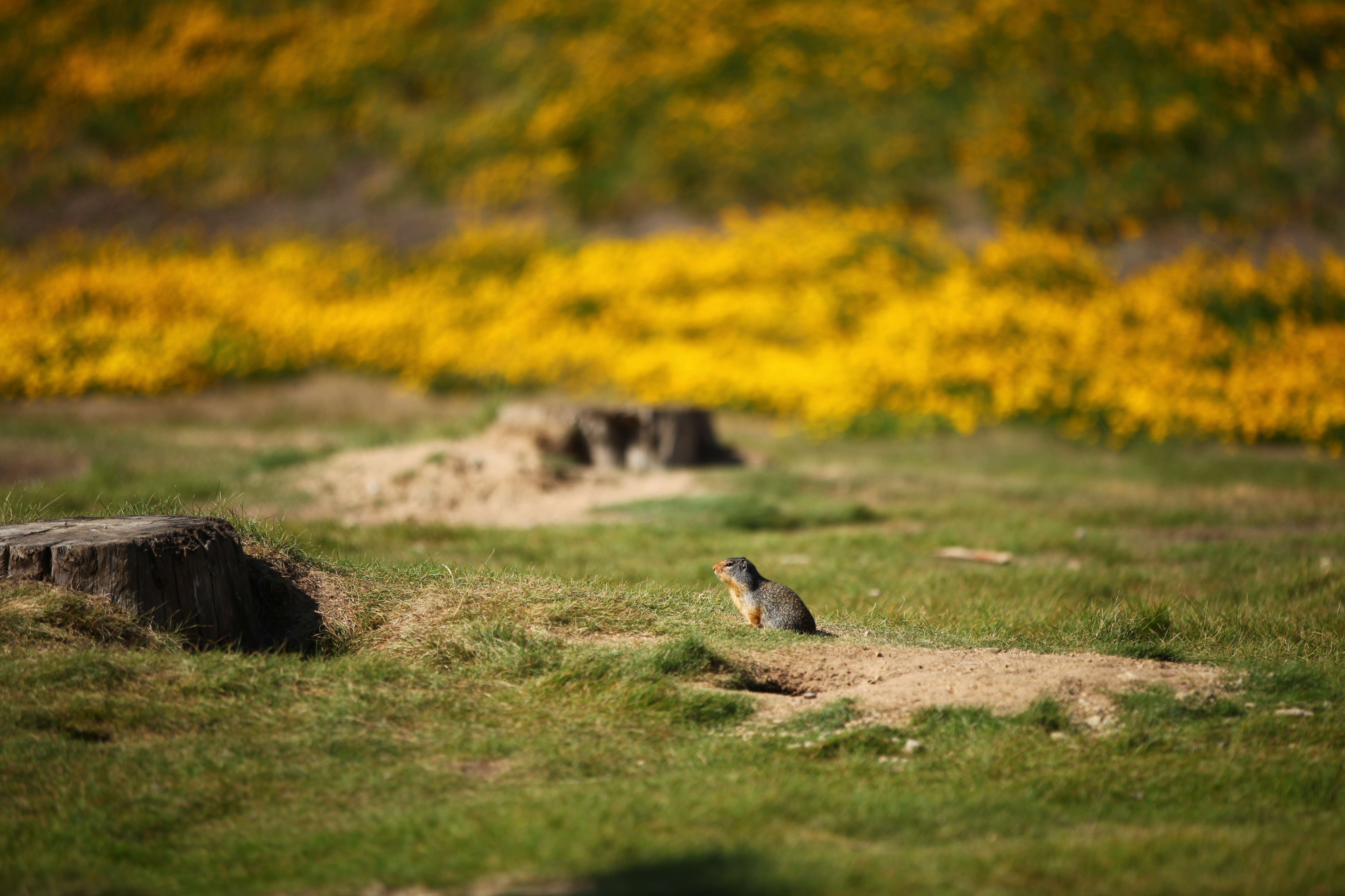 Image of Columbian ground squirrel