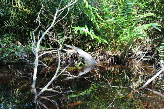 Image of American Crocodile