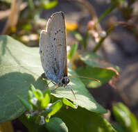 Image of holly blue