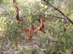 Image of juniper wattle