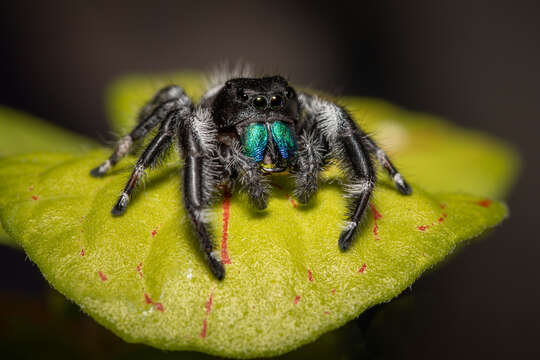 Image of Bold Jumper