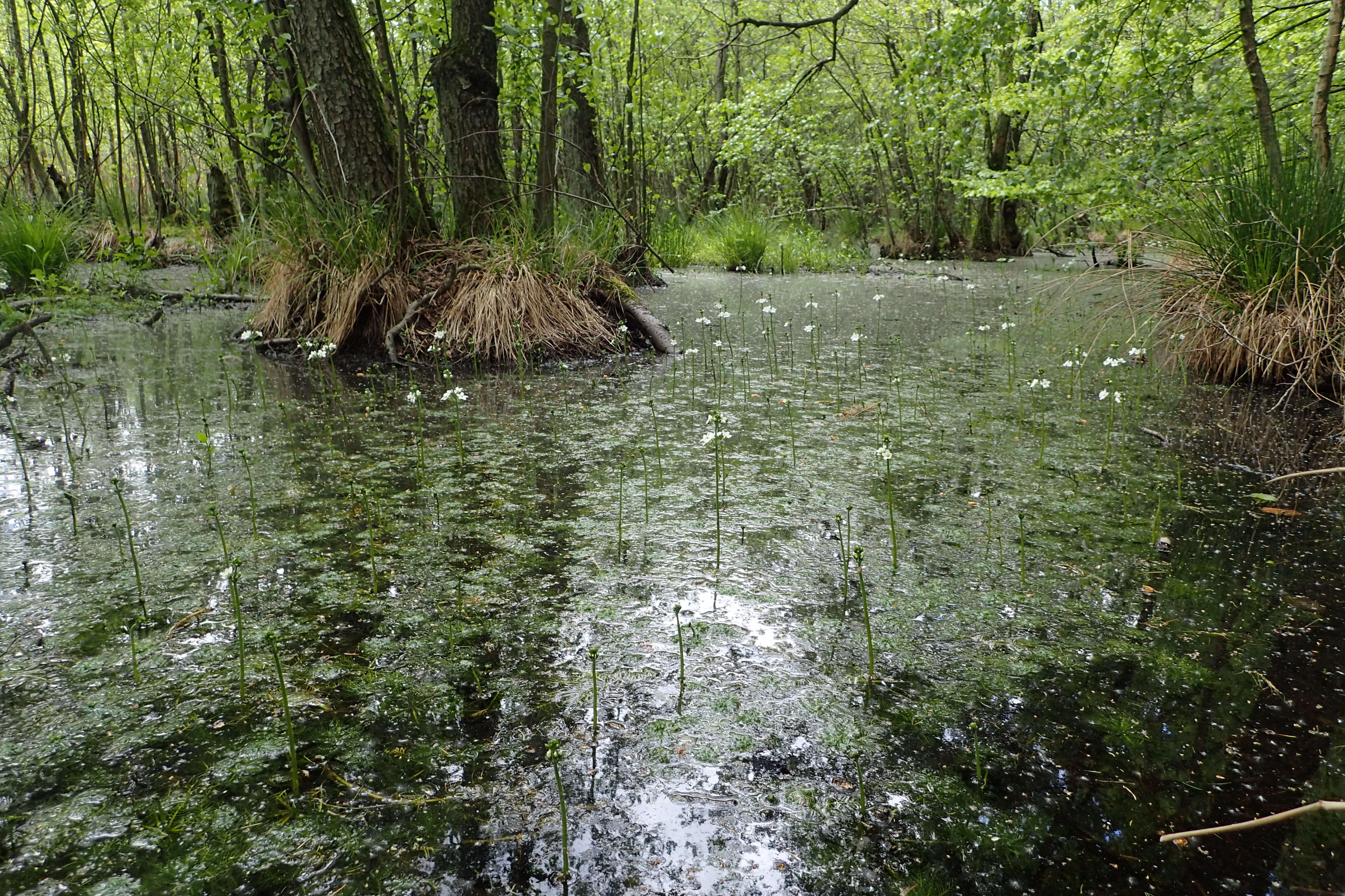 Image of Featherfoil