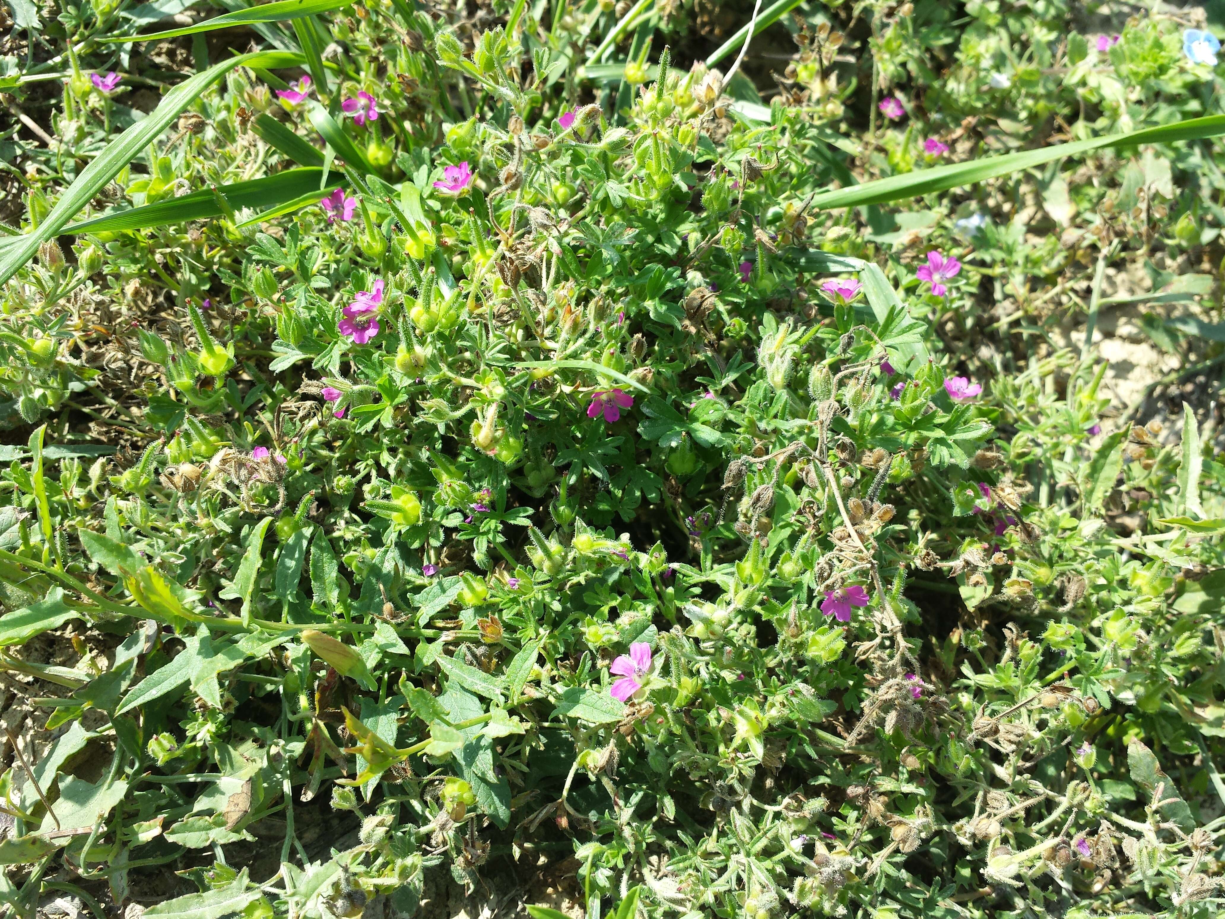 Plancia ëd Geranium dissectum L.