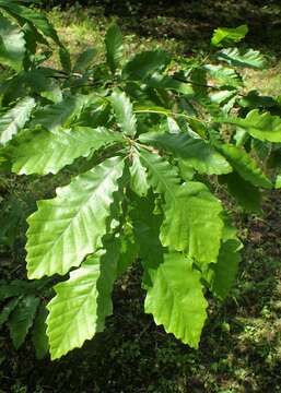 Image of Chestnut-leaved Oak