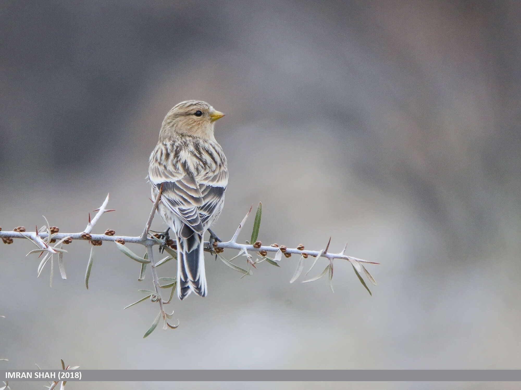 Image of Twite