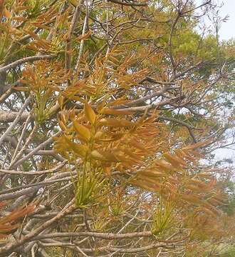 Sivun Toxicodendron succedaneum (L.) Kuntze kuva