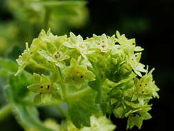 Image of Alchemilla vulgaris L.