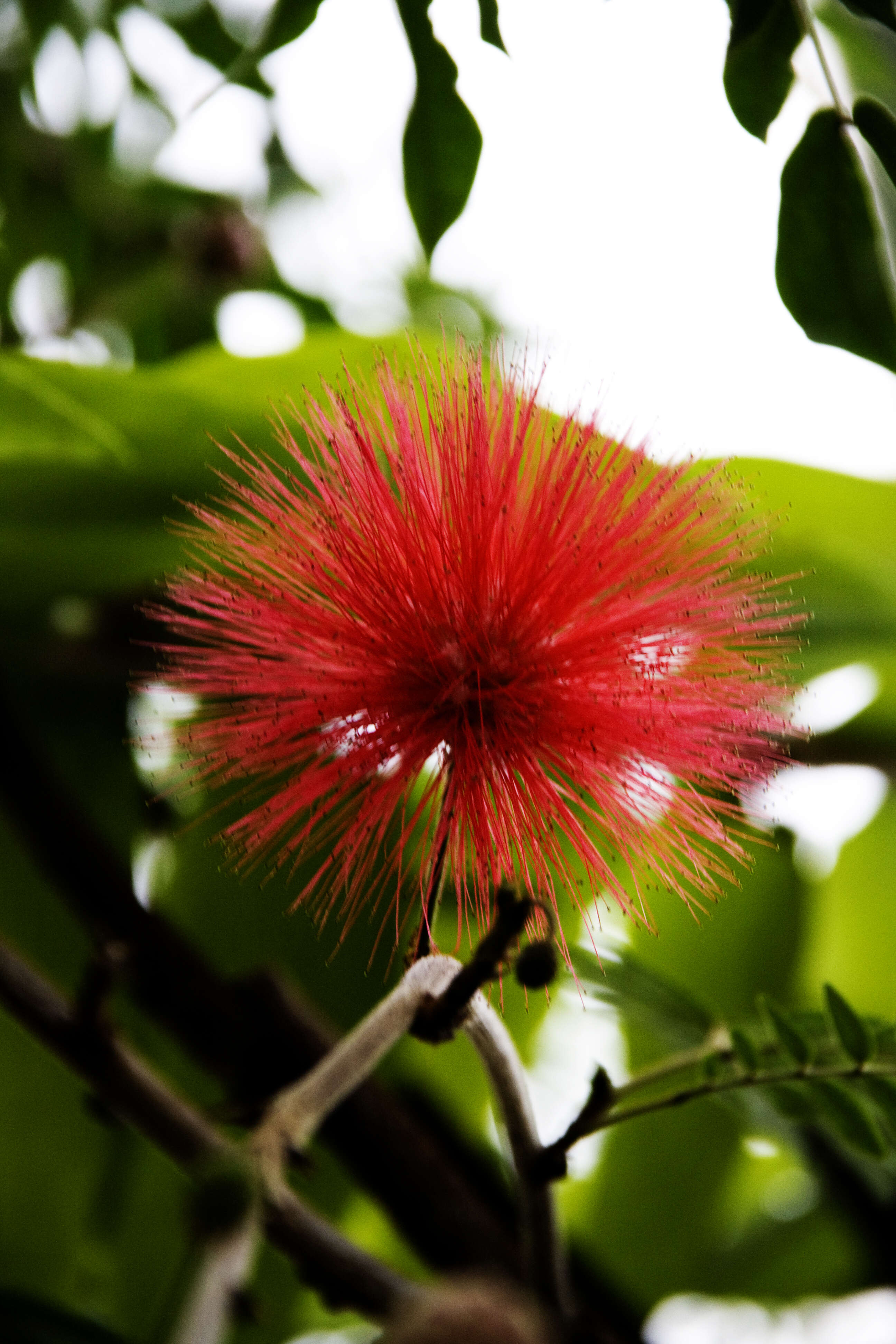 Image de Calliandra houstoniana (Mill.) Standl.