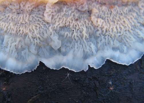 Image of Phlebia tremellosa (Schrad.) Nakasone & Burds. 1984