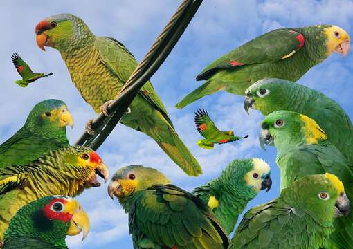 Image of Yellow-headed Parrot, Yellow-headed Amazon