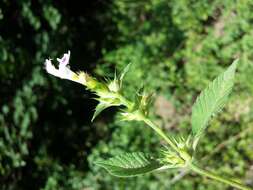 Image of Downy Hemp Nettle