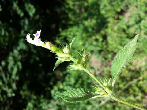 Image of Downy Hemp Nettle