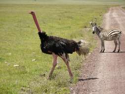 Image of ostriches