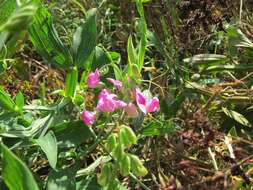 Image of Everlasting pea