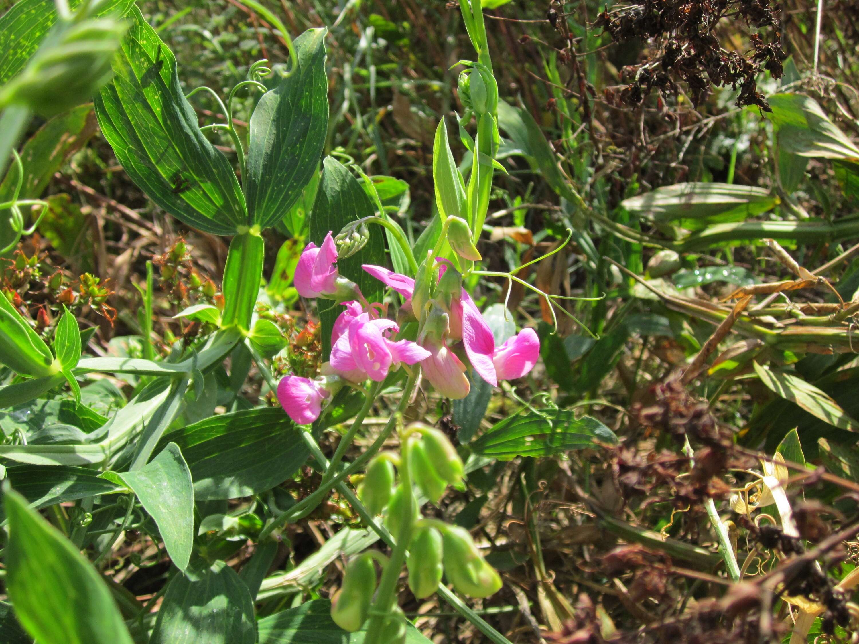 Image of Everlasting pea