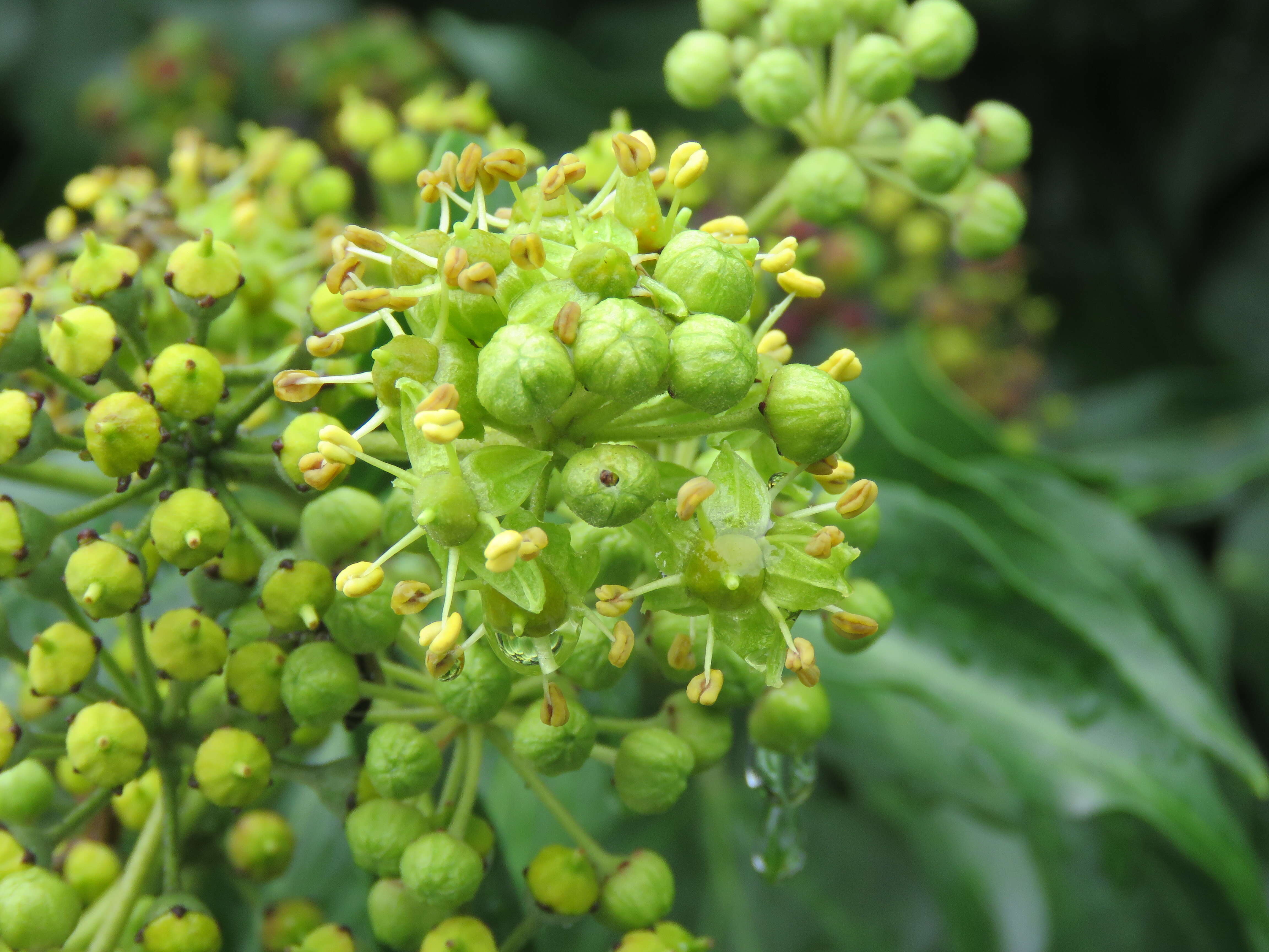 Hedera nepalensis K. Koch resmi