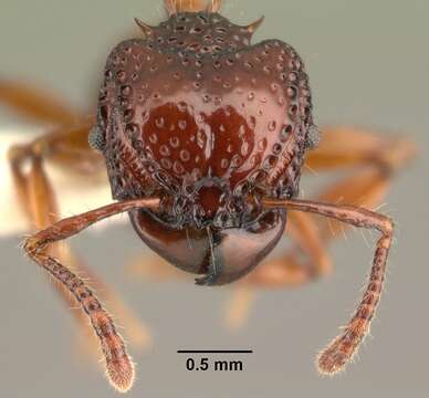 Image of Acanthomyrmex concavus Moffett 1986