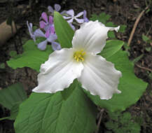 Image of White trillium