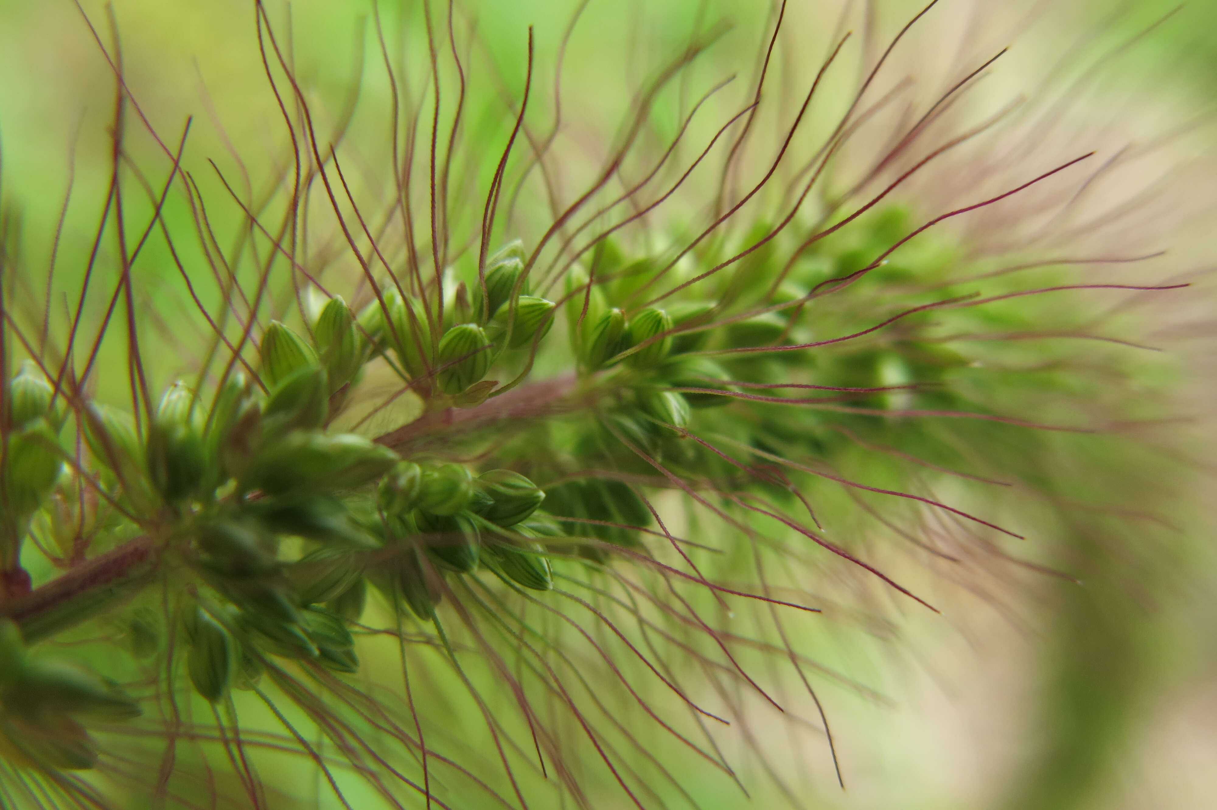 Imagem de Setaria viridis (L.) P. Beauv.