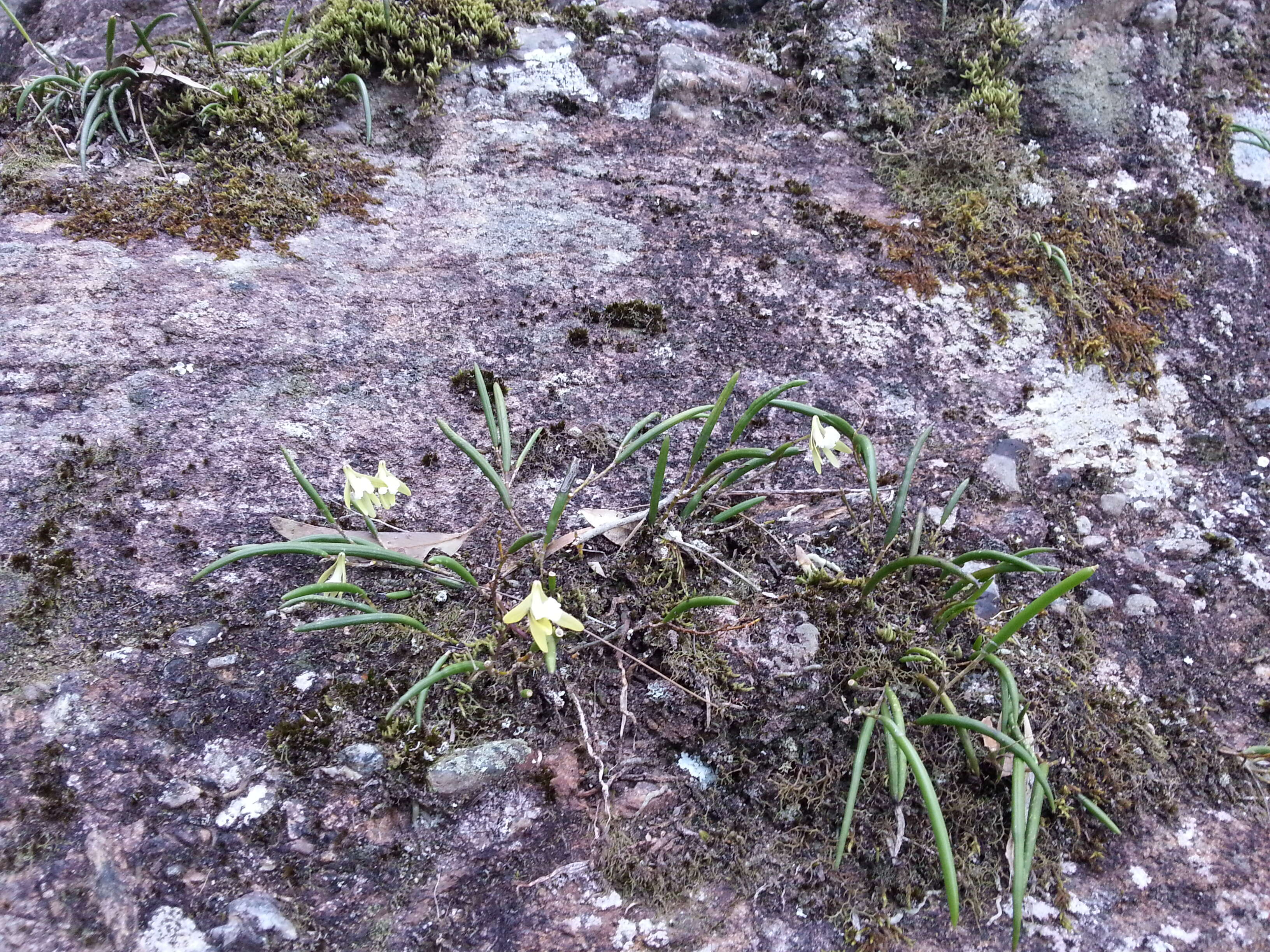 Dendrobium striolatum Rchb. fil. resmi