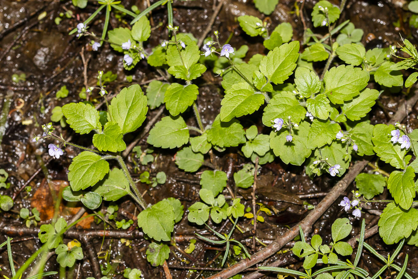 Image of Wood speedwell