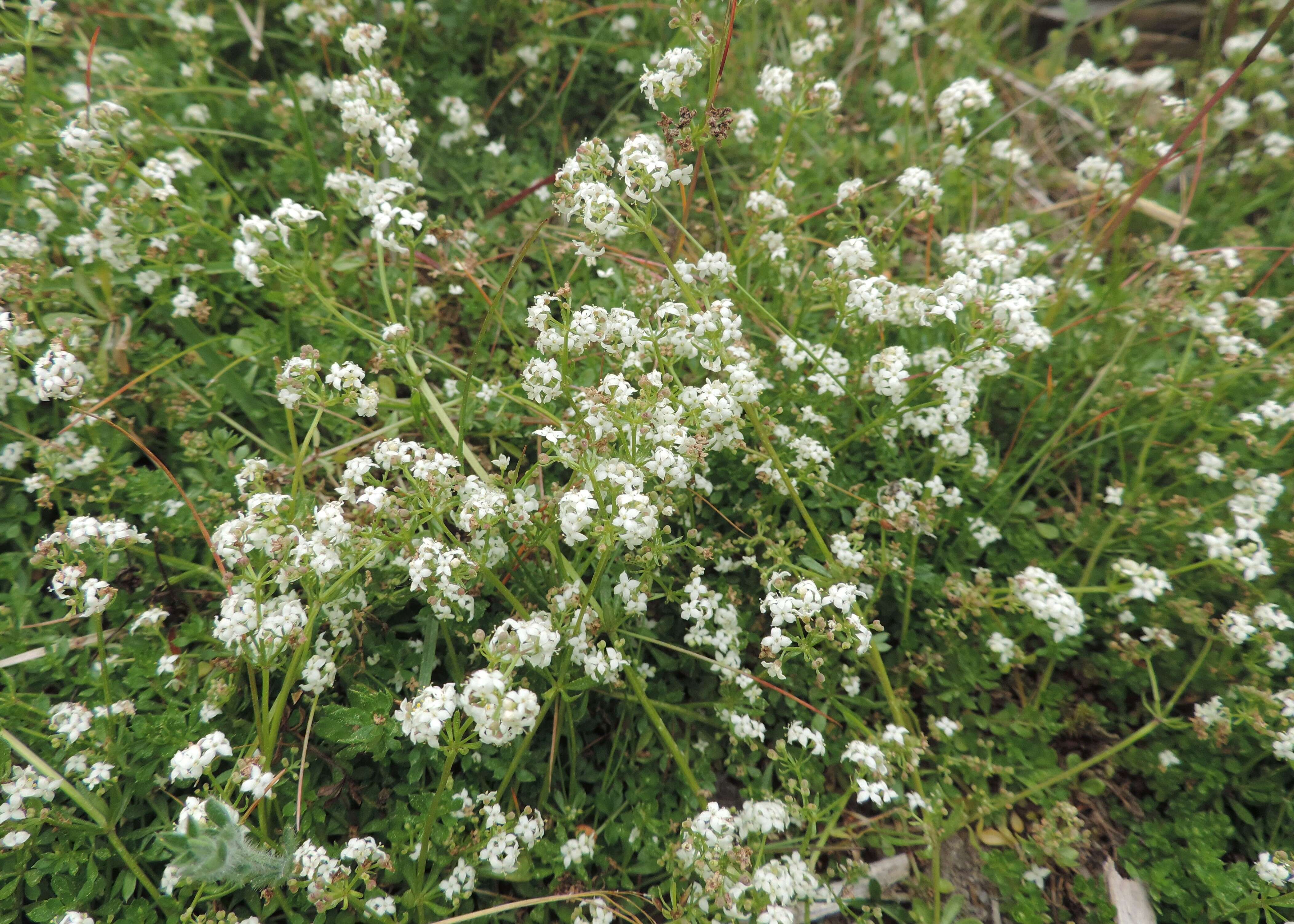 Слика од Galium saxatile L.