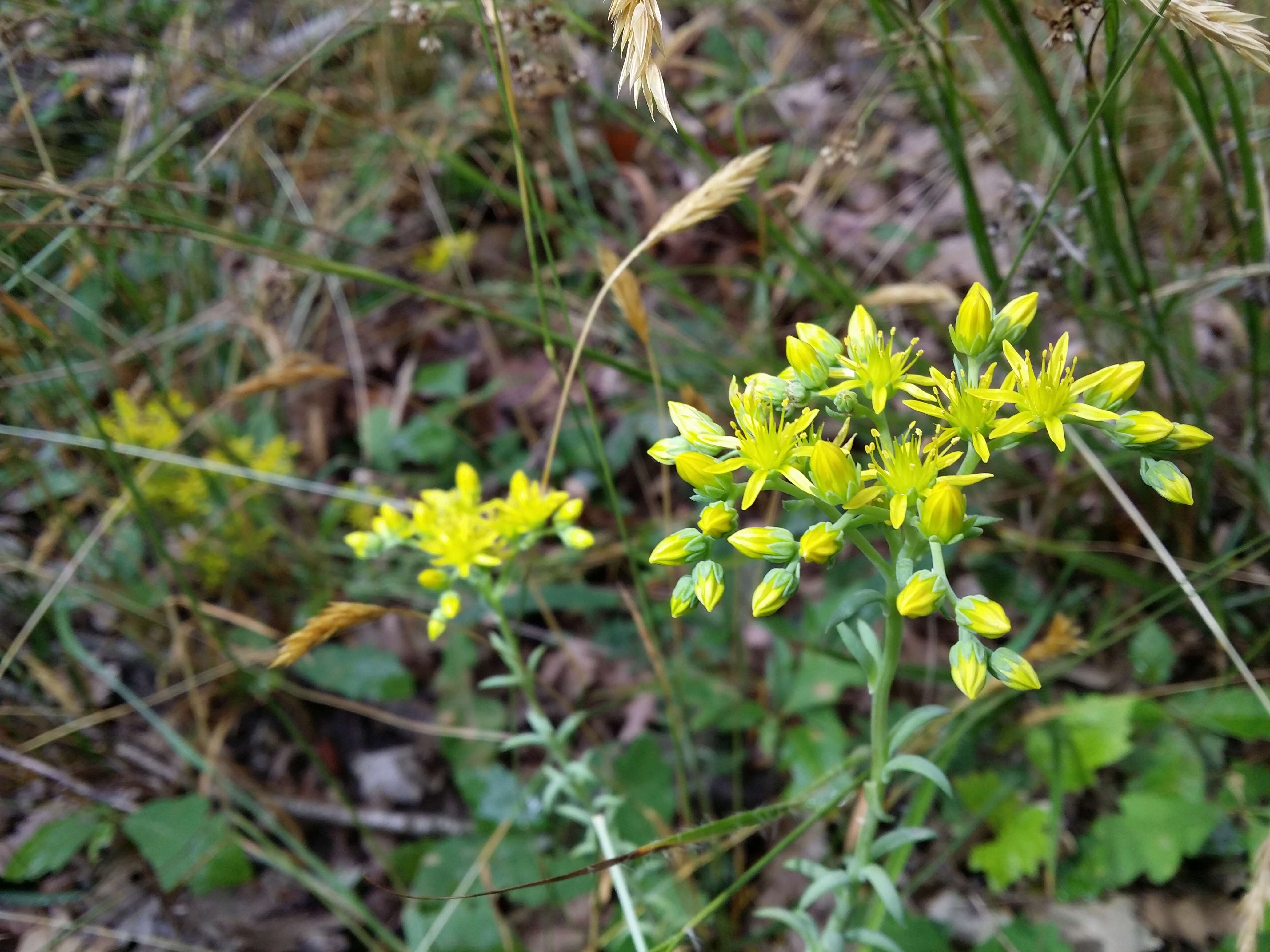 Image of Petrosedum rupestre (L.) P. Heath