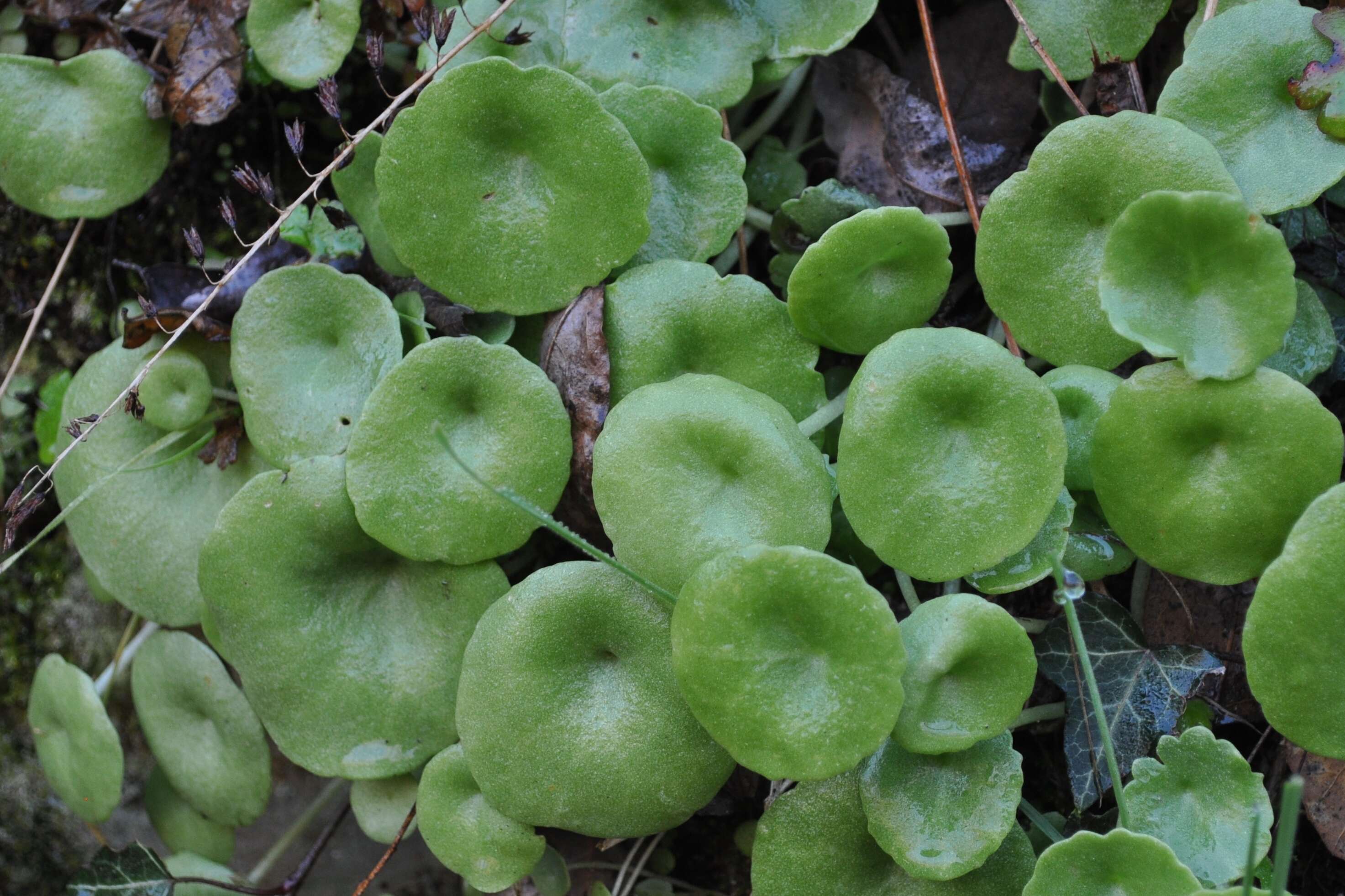 Image of Umbilicus rupestris (Salisb.) Dandy