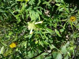 Image of Crested Cow-wheat