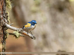 Image of Orange-flanked Bush-Robin