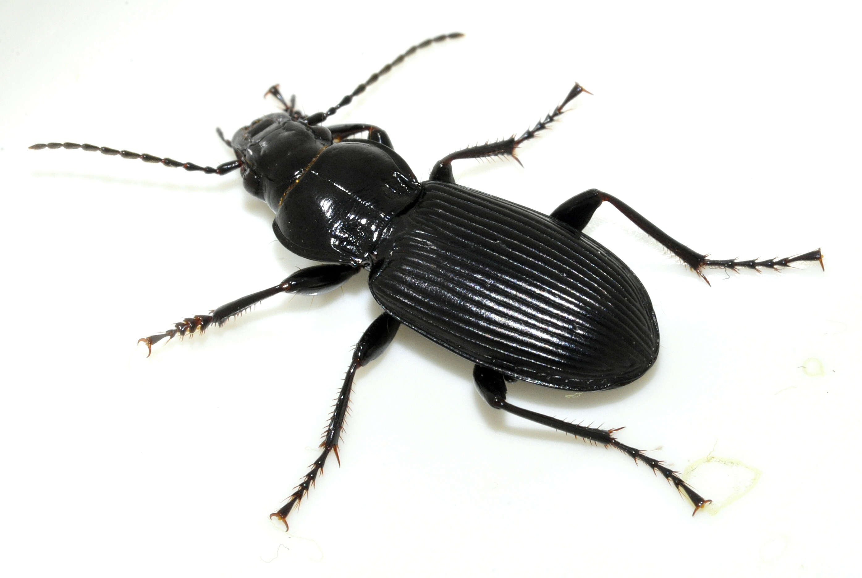 Image of Carabidae