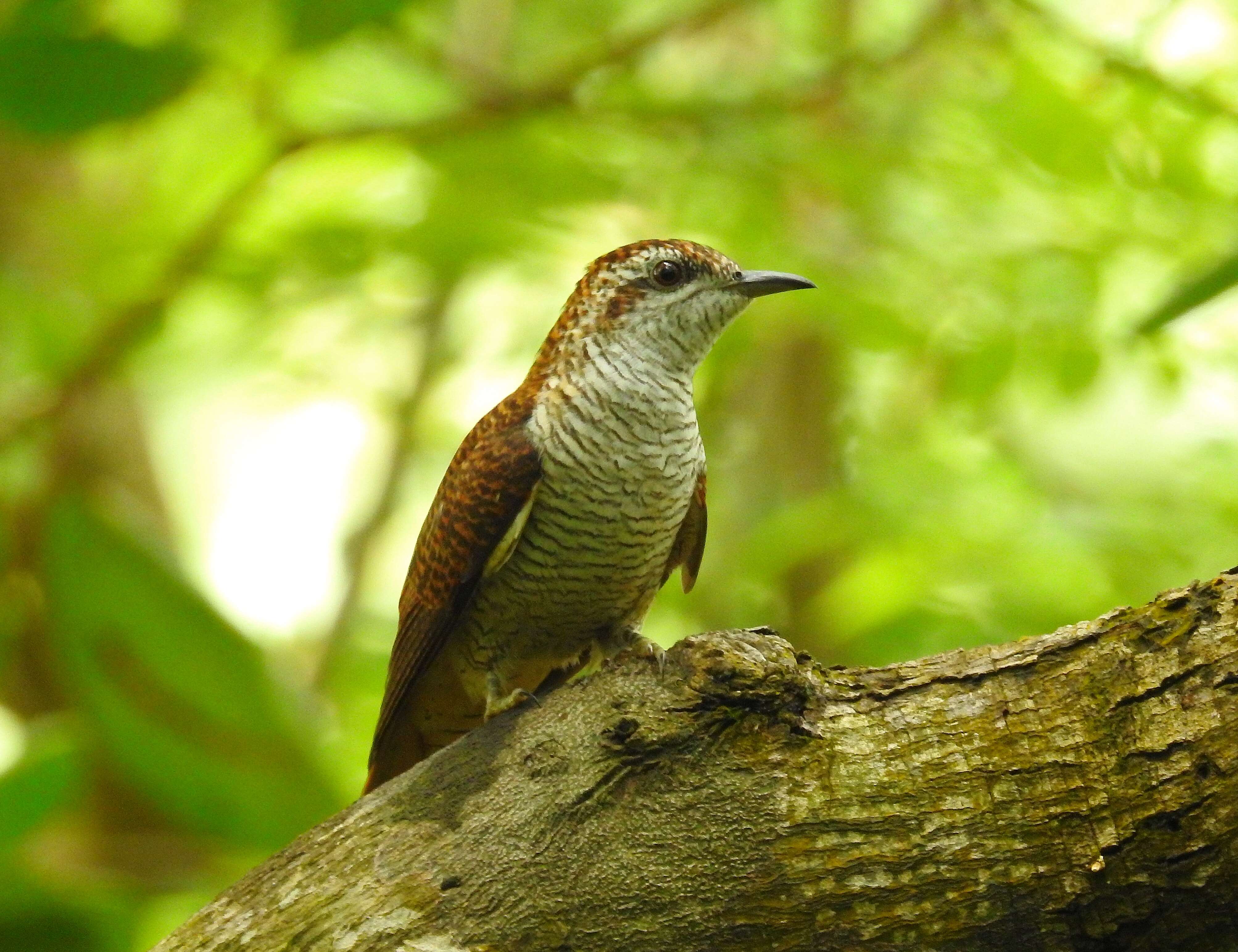 Image of Banded Bay Cuckoo