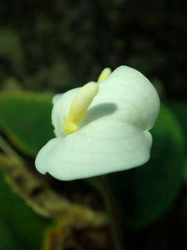 Image of Callopsis volkensii Engl.