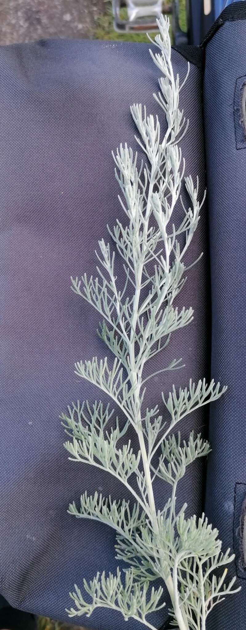 Sivun Artemisia maritima kuva